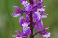 Orchis mascula
