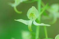 Platanthera chlorantha