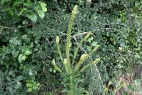 Reseda luteola