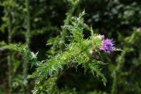Carduus crispus