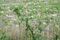 Cirsium vulgare