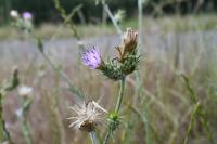 Carduus pycnocephalus