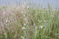 Carduus pycnocephalus