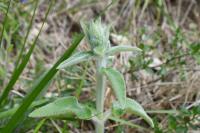 Stachys germanica