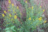 Genista tinctoria