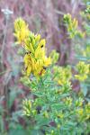 Genista tinctoria