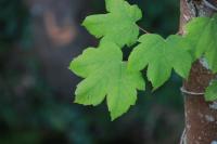 Acer pseudoplatanus