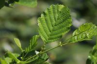 Alnus glutinosa
