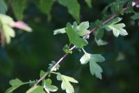Crataegus monogyna