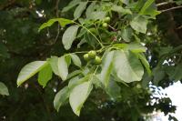Juglans regia