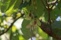 Acer pseudoplatanus