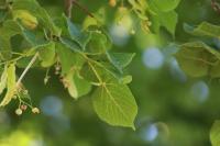 Tilia cordata