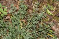 Seseli montanum