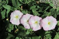 Convolvulus arvensis