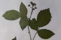 Rubus idaeus