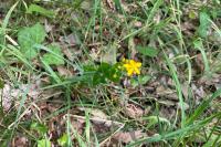Hypericum pulchrum