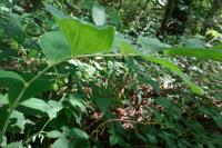 Polygonatum odoratum