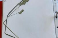 Primula veris