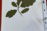 Quercus petraea