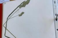Dactylis glomerata