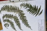 Pteridium aquilinum