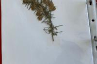 Ulex europaeus