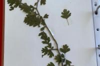 Crataegus monogyna