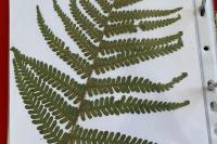 Dryopteris filix-mas