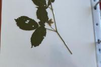 Rubus fruticosus
