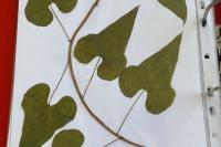 Dioscorea communis