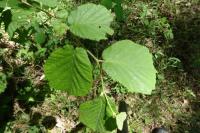 Corylus avellana