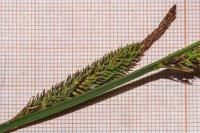 Carex acuta