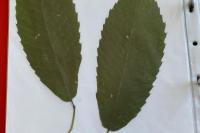 Castanea sativa