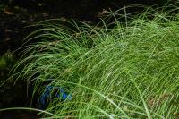 Carex acuta