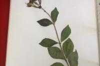 Lonicera periclymenum