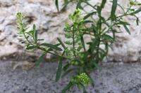 Lepidium virginicum