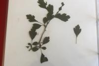 Crataegus laevigata