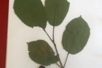 Prunus avium