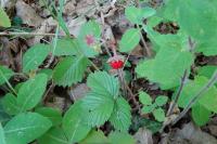 Fragaria vesca