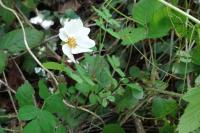 Rosa canina