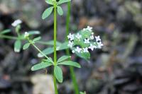 Galium palustre