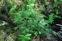 Lysimachia vulgaris