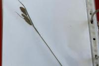 Carex panicea