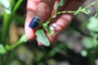 Myosotis scorpioides