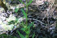 Veronica scutellata
