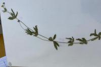 Potentilla erecta