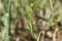 Bupleurum gerardi