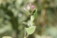 Trifolium incarnatum