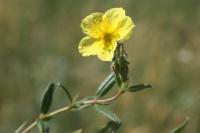 Helianthemum nummularium