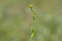 Bupleurum gerardi